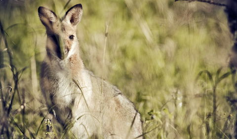 Richmond Range National Park - Northern Rivers Accommodation 1