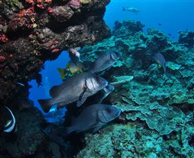 Maori Wrasse Bommie Dive Site - Northern Rivers Accommodation 1
