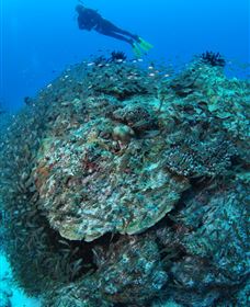 Maori Wrasse Bommie Dive Site - Northern Rivers Accommodation 2