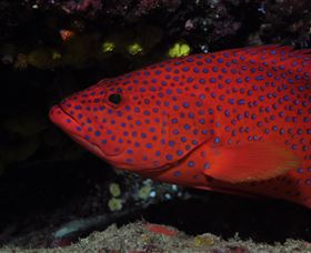 Maori Wrasse Bommie Dive Site - Northern Rivers Accommodation 0