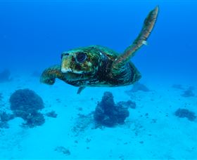 Maori Wrasse Bommie Dive Site - Northern Rivers Accommodation 3
