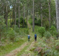 The Green Gully track - Northern Rivers Accommodation