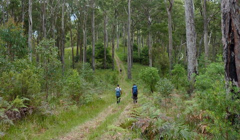The Green Gully Track - Northern Rivers Accommodation 0