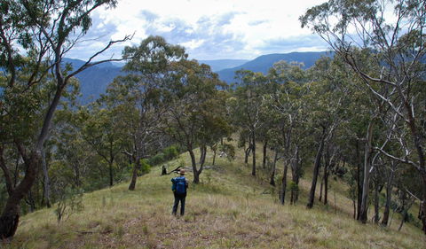 The Green Gully Track - Northern Rivers Accommodation 1