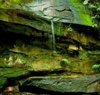 Strickland State Forest - Northern Rivers Accommodation