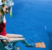 Roy Rufus Artificial Reef Dive Site - Northern Rivers Accommodation