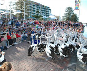 Pelican Feeding - Northern Rivers Accommodation 0