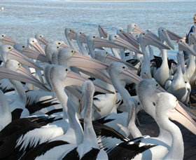 Pelican Feeding - Northern Rivers Accommodation 2