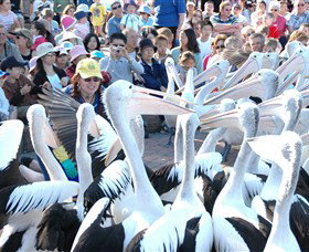 Pelican Feeding - Northern Rivers Accommodation 1