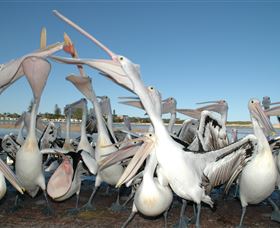 Pelican Feeding - Northern Rivers Accommodation 3