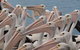 Pelican Feeding - thumb 4