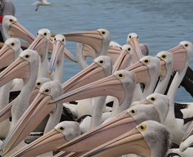 Pelican Feeding - Northern Rivers Accommodation 4