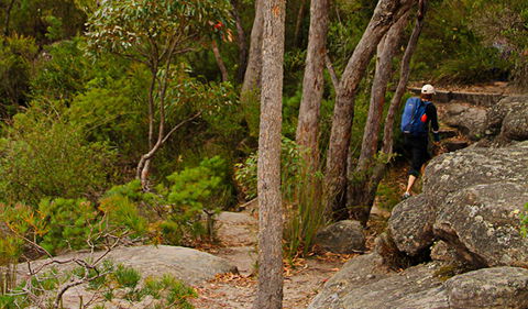 Pigeon House Mountain Didthul Walking Track - Northern Rivers Accommodation 3