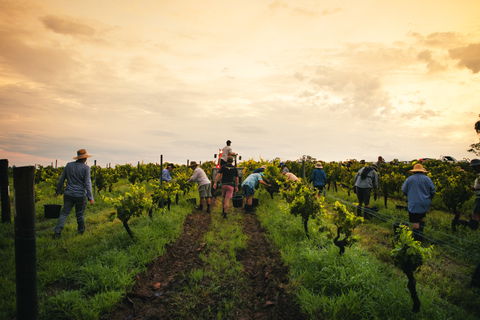 Tyrrells Vineyards - Northern Rivers Accommodation 1