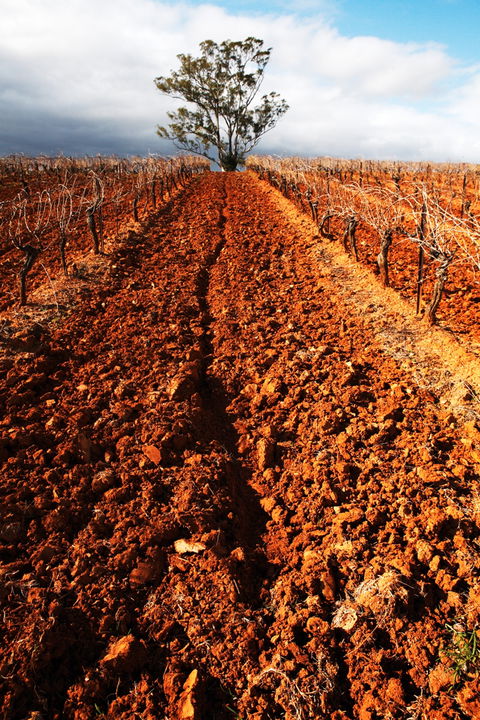 Tyrrells Vineyards - Northern Rivers Accommodation 3