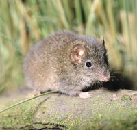Munmorah State Conservation Area - Northern Rivers Accommodation