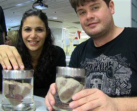 Museum Of Human Disease - Northern Rivers Accommodation 1