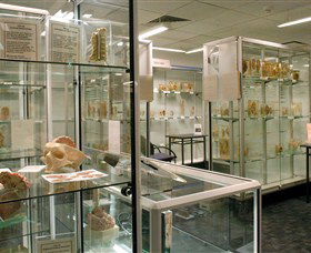 Museum Of Human Disease - Northern Rivers Accommodation 0