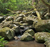 Booyong walking track - Northern Rivers Accommodation