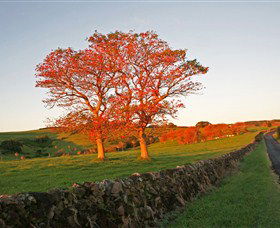 Saddleback Mountain Lookout - Northern Rivers Accommodation 2