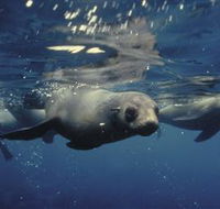 Wilsons Promontory Marine National Park - Northern Rivers Accommodation