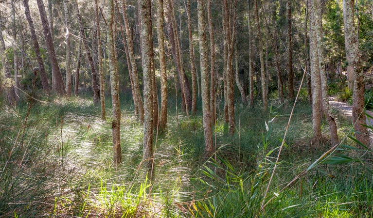 Buangla NSW Northern Rivers Accommodation