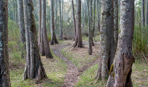 Anabranch Loop Track - Northern Rivers Accommodation 1