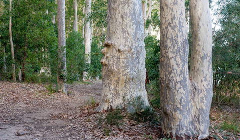 Delta Track - Northern Rivers Accommodation 3