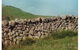Historic Dry Stone Walls - thumb 0