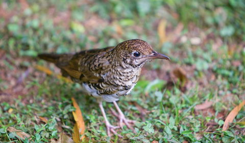Walk With The Birds Boardwalk - Northern Rivers Accommodation 1