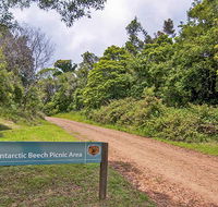 Antarctic Beech picnic area - Northern Rivers Accommodation