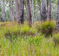 Narrawallee Inlet walking track - Northern Rivers Accommodation