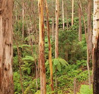 Cycle Mogo State Forest - Northern Rivers Accommodation