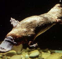 Platypus Pool - Northern Rivers Accommodation