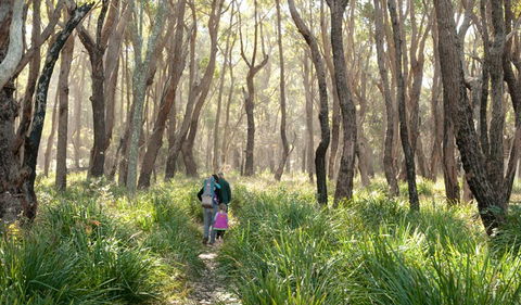 Nerindillah Lagoon Walking Track - Northern Rivers Accommodation 3