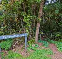 Falcorostrum loop walking track - Northern Rivers Accommodation