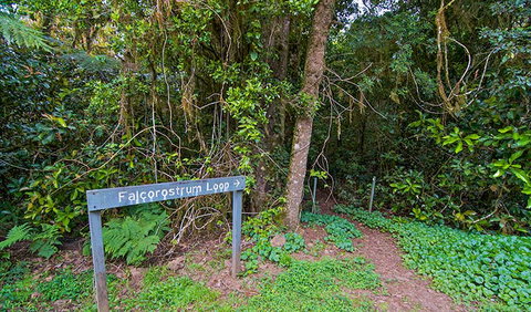 Falcorostrum Loop Walking Track - Northern Rivers Accommodation 0