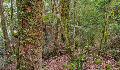 Falcorostrum Loop Walking Track - Northern Rivers Accommodation 2