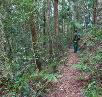 Blackbutt walking track - Northern Rivers Accommodation