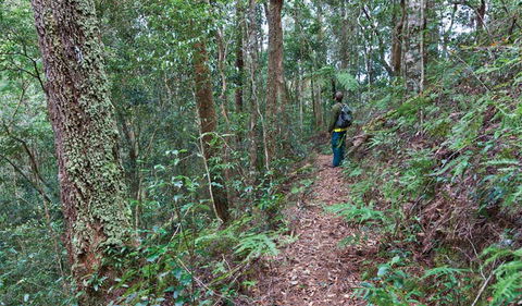 Blackbutt Walking Track - Northern Rivers Accommodation 0