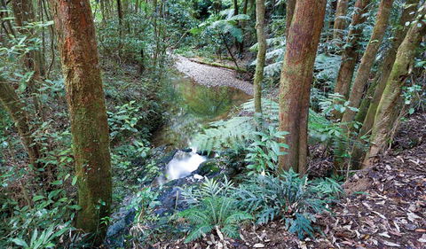 Blackbutt Walking Track - Northern Rivers Accommodation 1