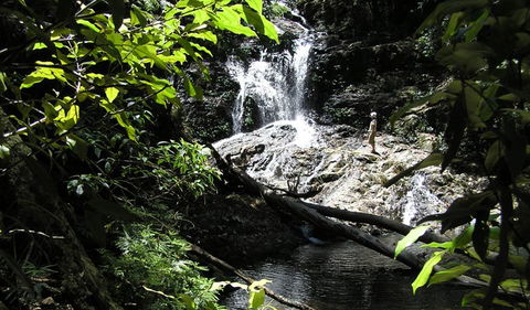Blackbutt Walking Track - Northern Rivers Accommodation 2