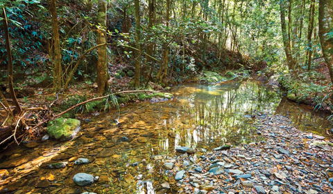 Blackbutt Walking Track - Northern Rivers Accommodation 3