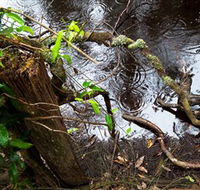 Mogo Bushwalk - Northern Rivers Accommodation