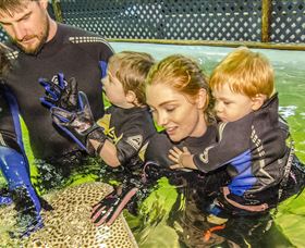Irukandji Shark And Ray Encounters - Northern Rivers Accommodation 0