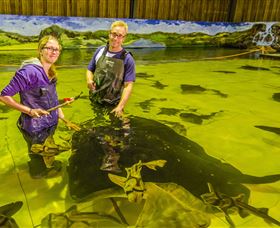 Irukandji Shark And Ray Encounters - Northern Rivers Accommodation 3