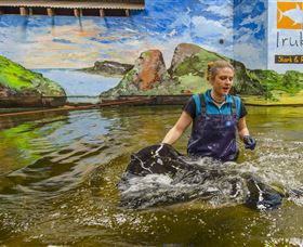 Irukandji Shark And Ray Encounters - Northern Rivers Accommodation 7