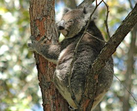 Tilligerry Habitat State Reserve - Northern Rivers Accommodation 1