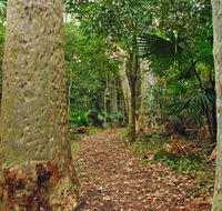 Depot Beach Rainforest walk - Northern Rivers Accommodation
