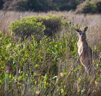 Murramarang Aboriginal Area walking track - Northern Rivers Accommodation
